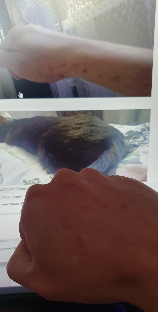 Привет всем, слушать ничего не надо))
