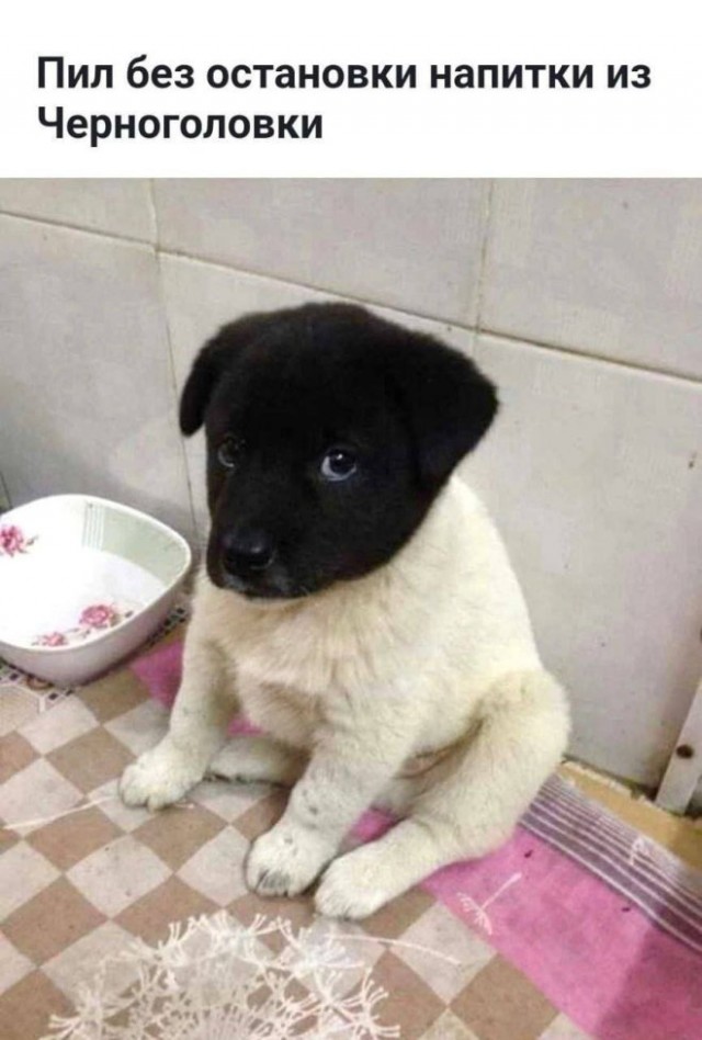 Картиночки, баянчики 07 февраля