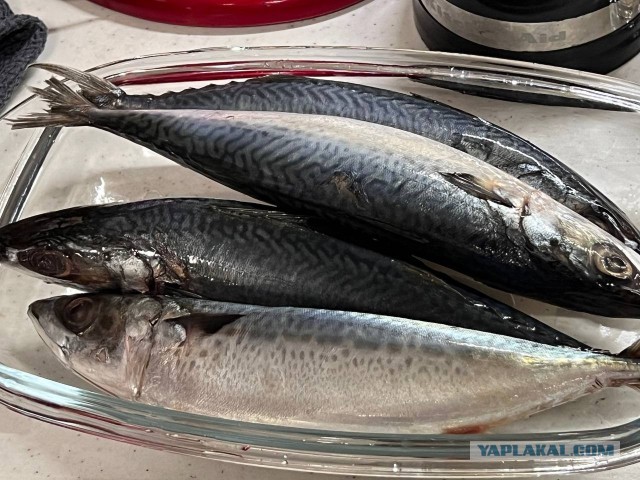 Скумбрия пряного посола