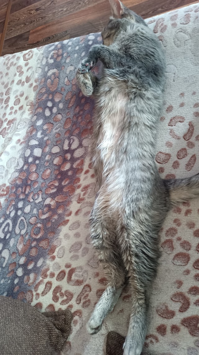 А как спит ваша котейка