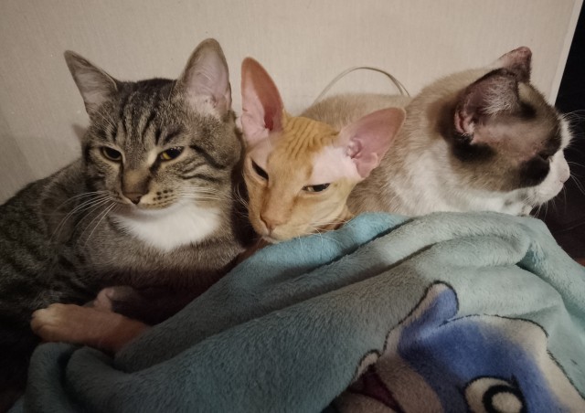 Возьмите кота!