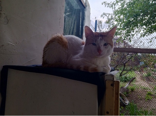 Котег.