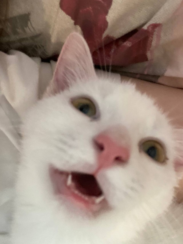 Котовторник