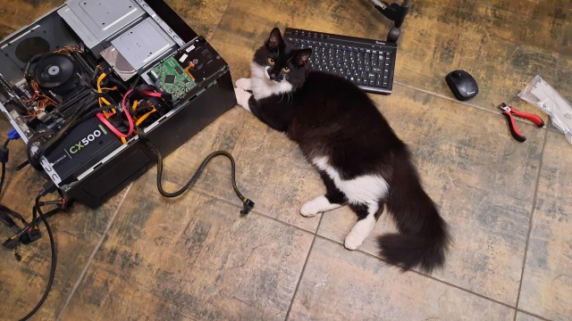 Котовторник