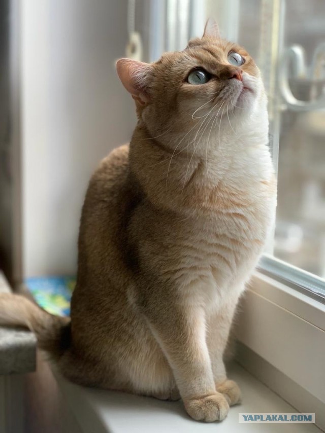 Сегодня только КОТовторник....