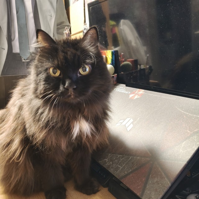 К котовторнику