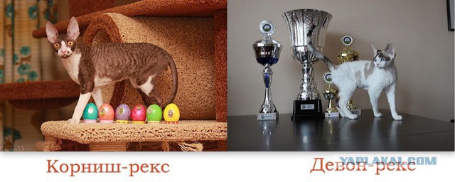 Выставка кошек "Цветок сакуры