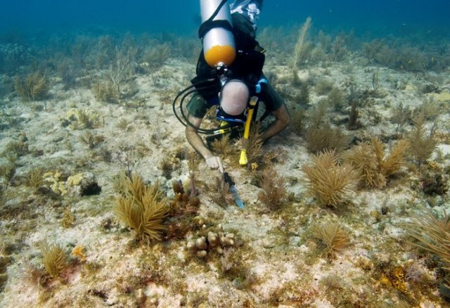 Как выращивают кораллы