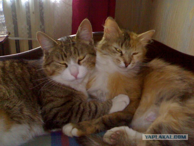 Котовторник 25.02.2014