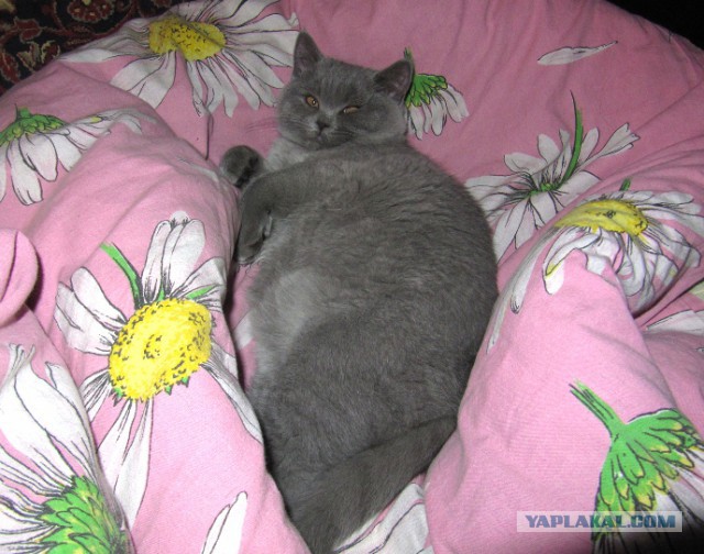 Котовторник 04.03.2014