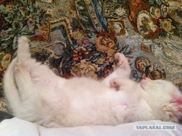 Котовторник 18.03.2014