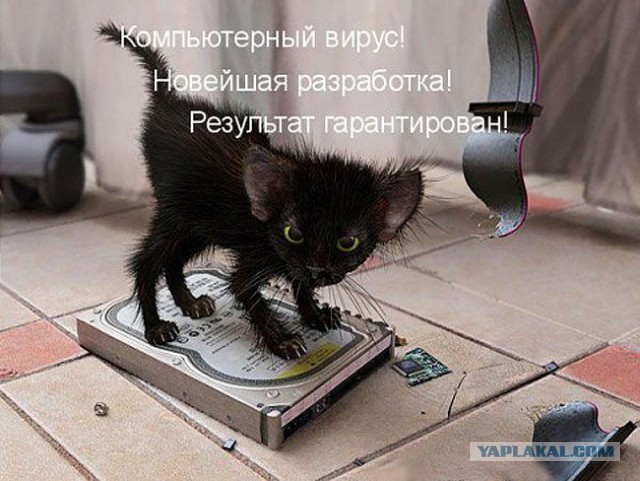 Котовторник  25.03.2014