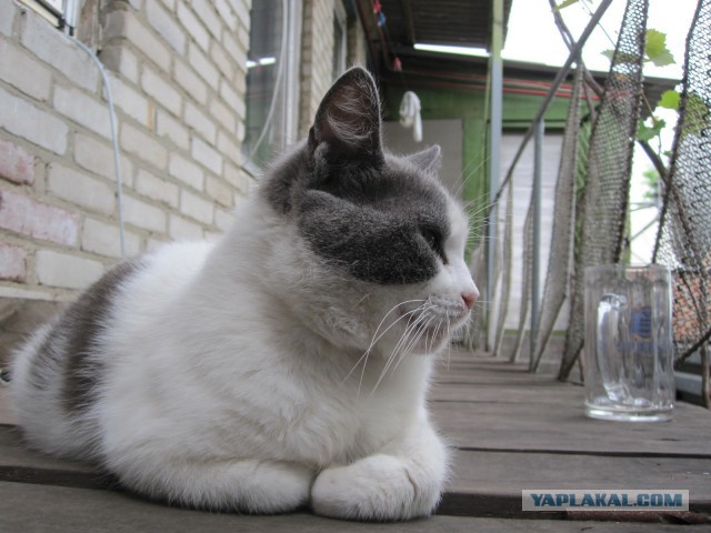 Котовторник 17.06.2014