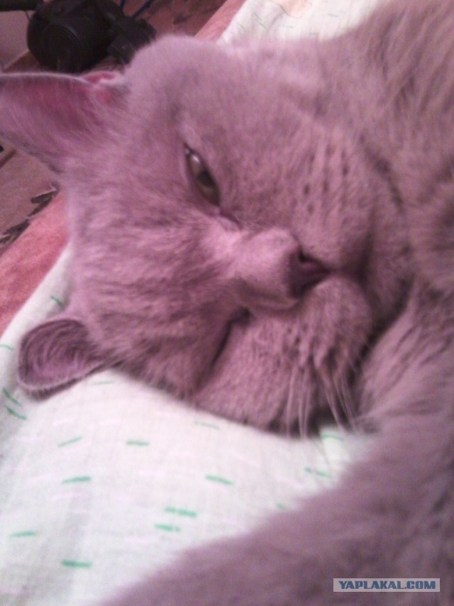 Котовторник 26.08.14.
