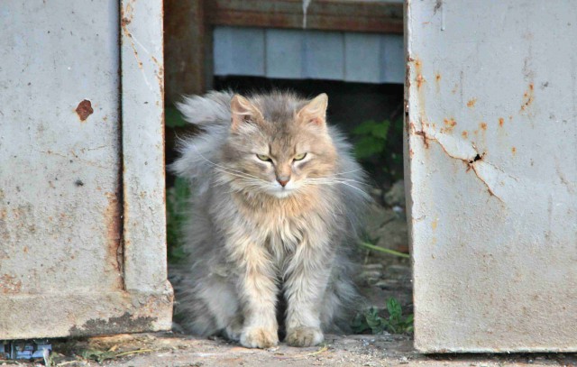 Котовторник 02.09.2014
