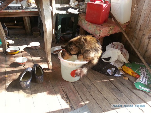 Котовторник 30.09.2014