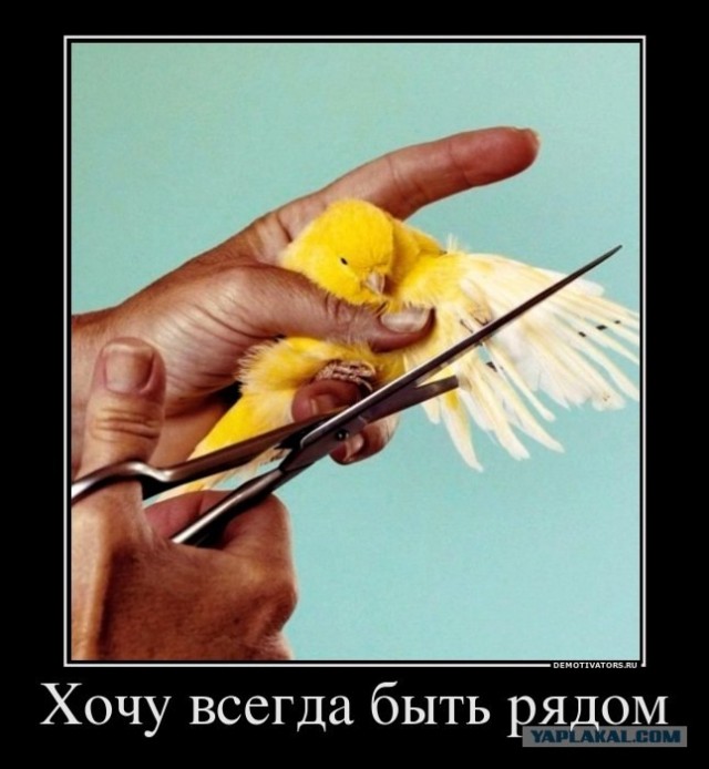 Идеальный питомец