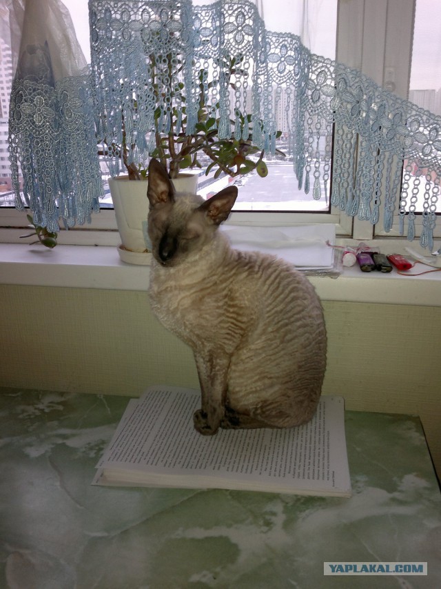 Котовторник