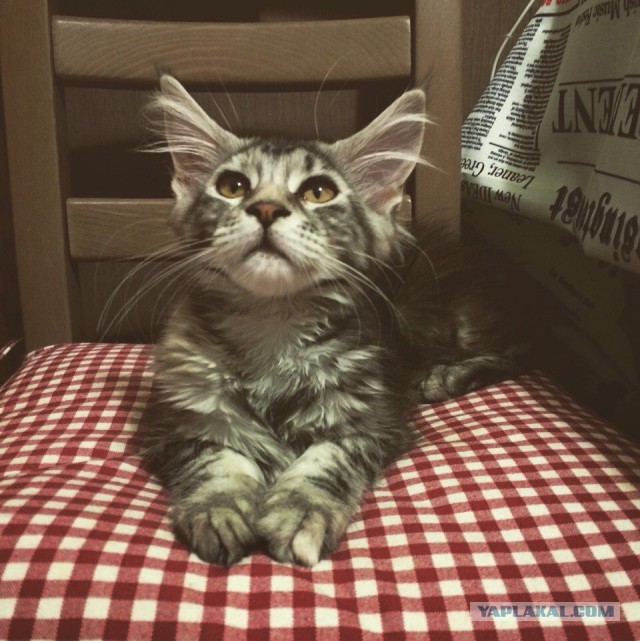 Котовторник