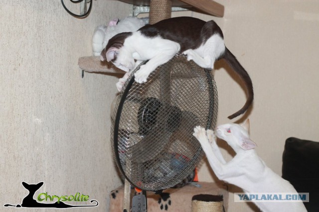 Котовторник