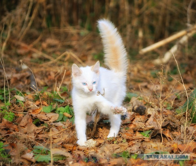 Котовторник 09.06.2015