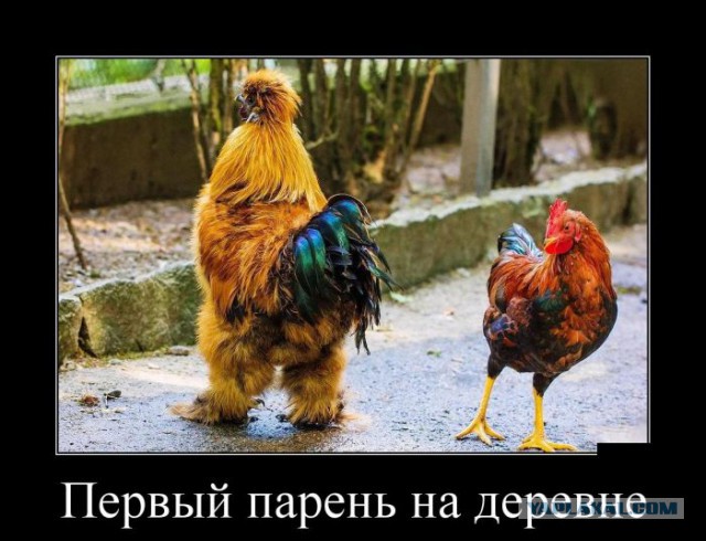 Подборка демотиваторов