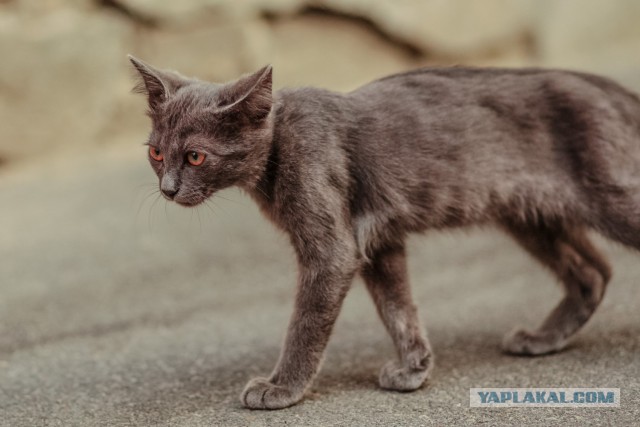 Котовторник 18.08.2015