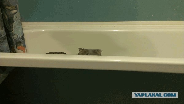 Захожу с утра в ванную...