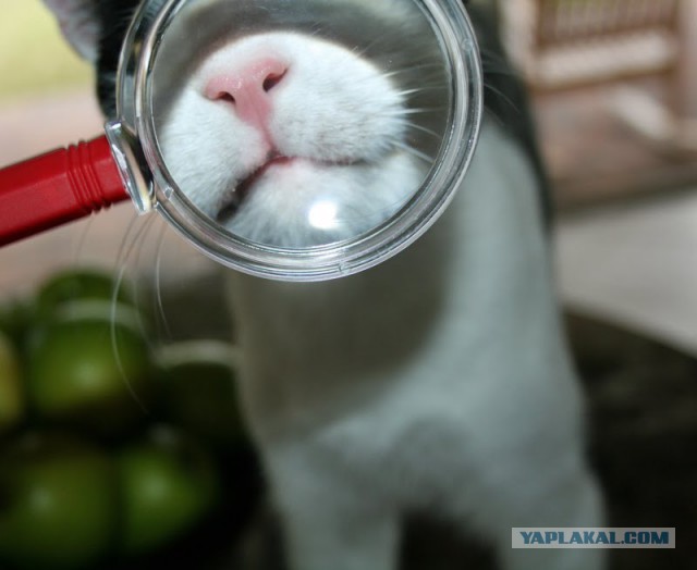 Удивительный мир грибов