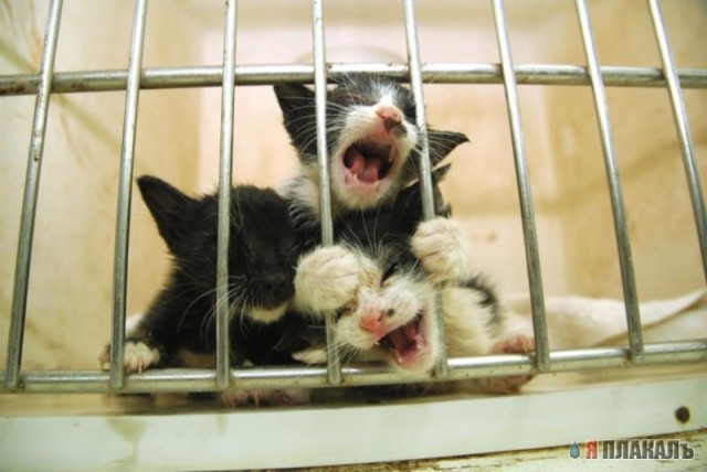 Коты, кошки, котята