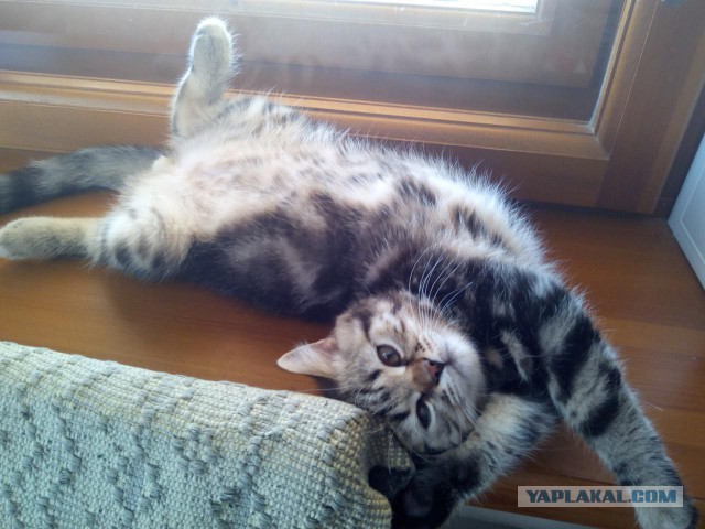 Котовторник 28.06.2016
