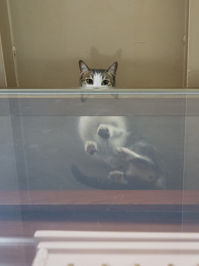 Котопрятки