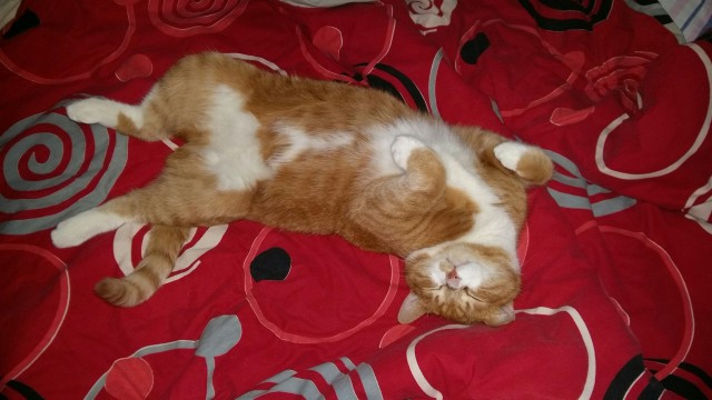 Коты из сети