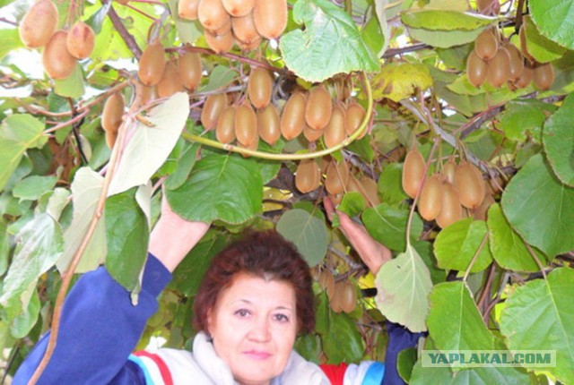 Путин о продуктовом эмбарго: Будем тянуть как можно дольше