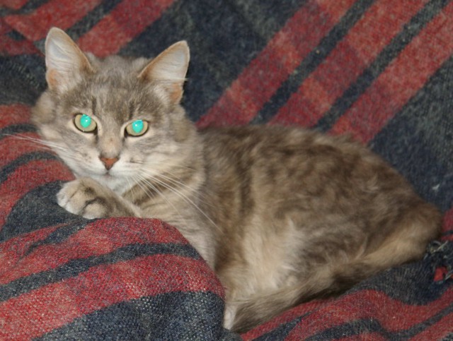 Коты из сети