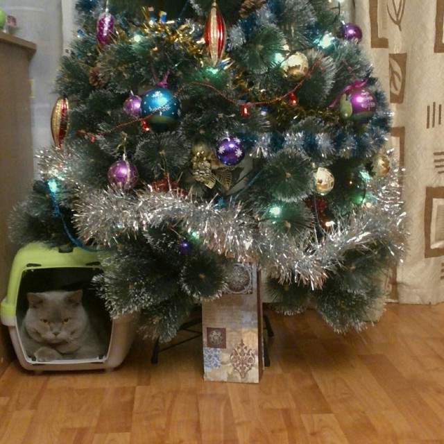 Коты из сети