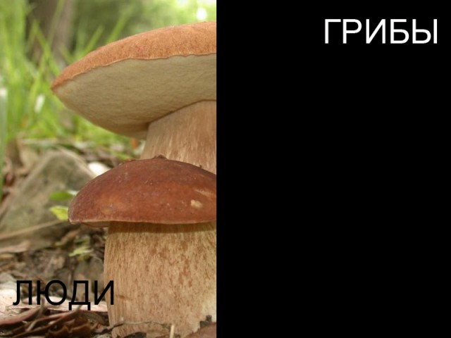 Сравнение зрения человека со зрением животных