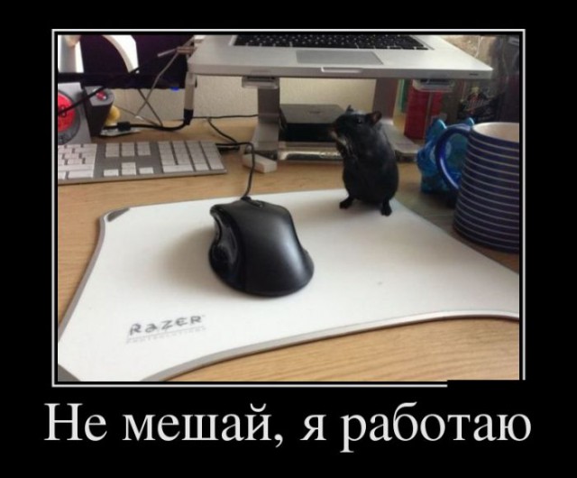 Картинки в черных рамках с подписями