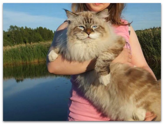Коты и Кошки