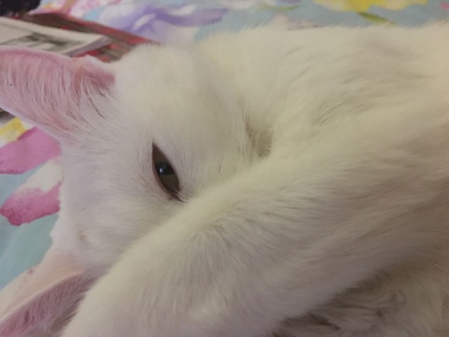 Коты и Кошки