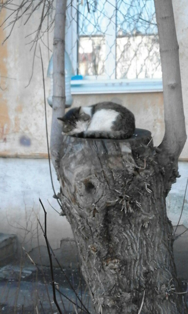 Жил кот у нас во дворе на спиленном дереве...