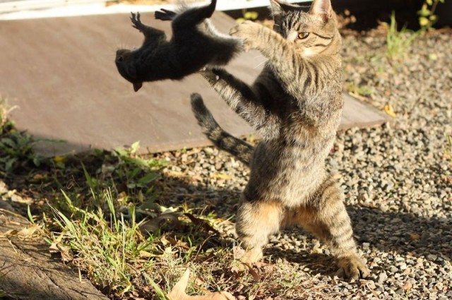 Коты и Кошки