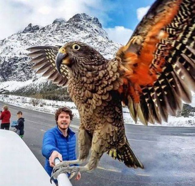 Живность из сети