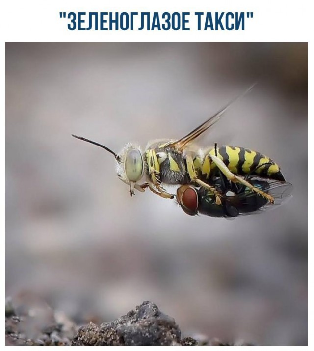 Картинок всяких