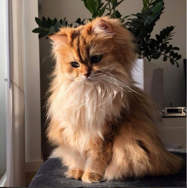 Коты и Кошки