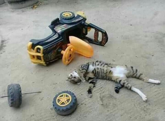 24 кота, которые подняли дерзость на новый уровень