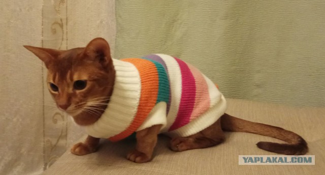 Котовторник 07.11.2017