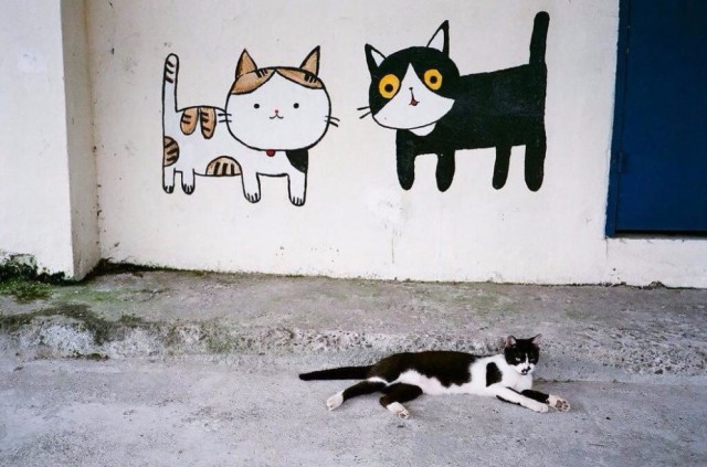Коты и Кошки