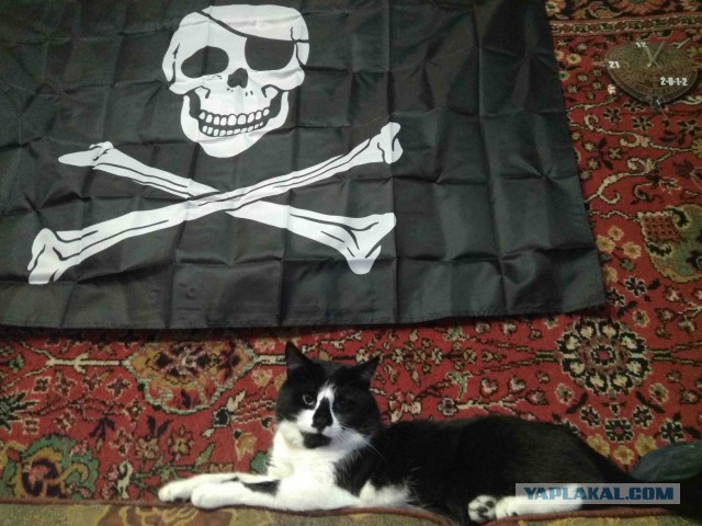 Котовторник