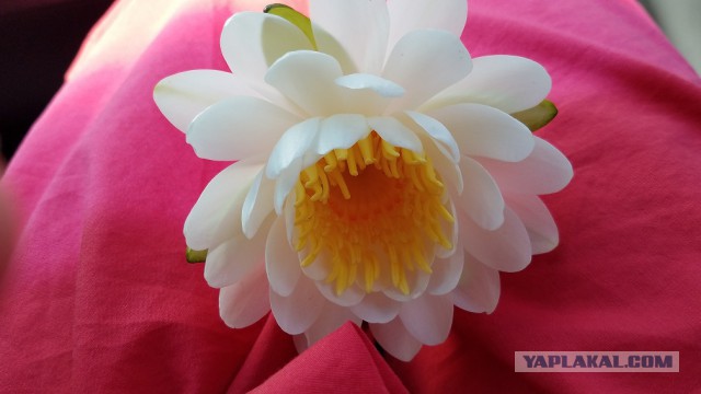 Просто Природа